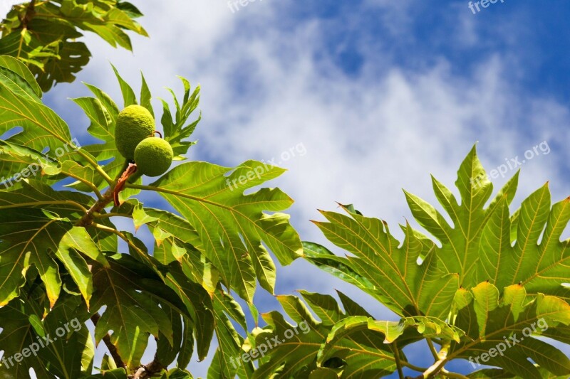 Fruit Food Breadfruit Ripe Tasty