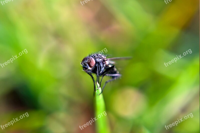 Fly Macro Insect Animal Green