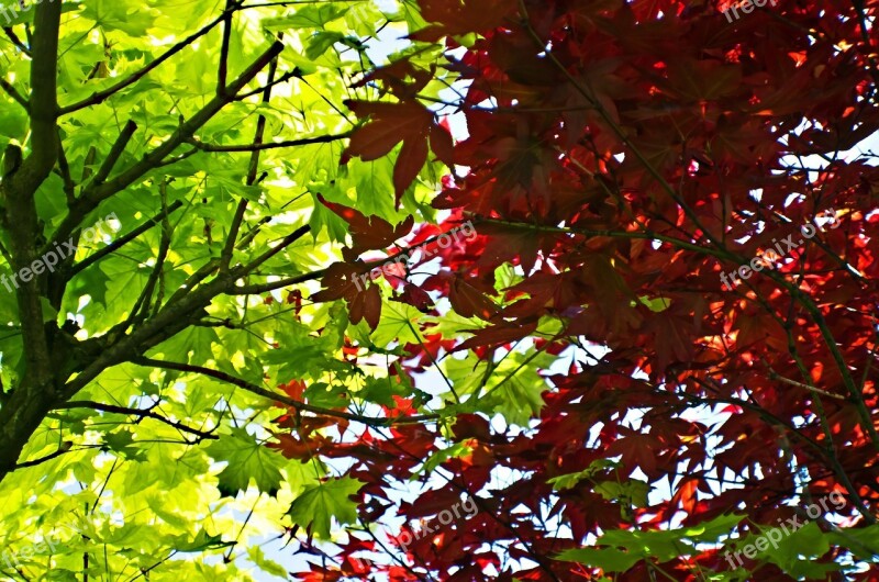 Leaves Leaf Red Green Season