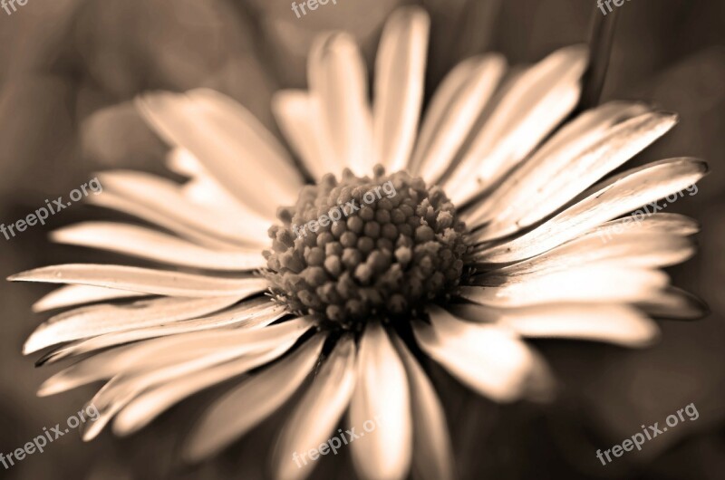 Dandelion Dandelions Sepia Fluff Nature