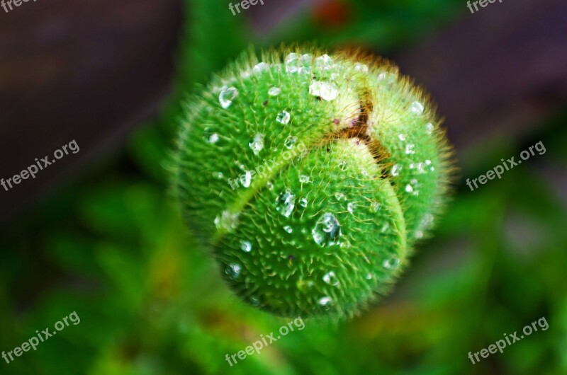 Bud Poppy Flower Season Spring