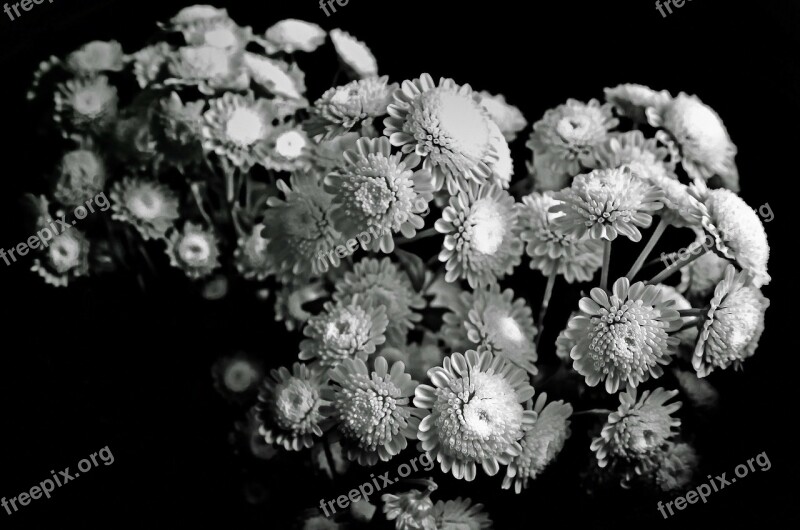 Flowers Flower Plants Nature Macro