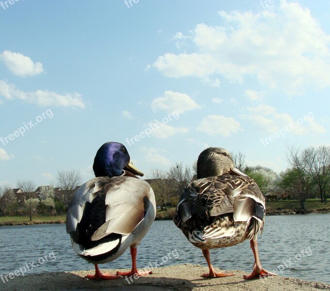 Ducks Male Female Water Looking Right