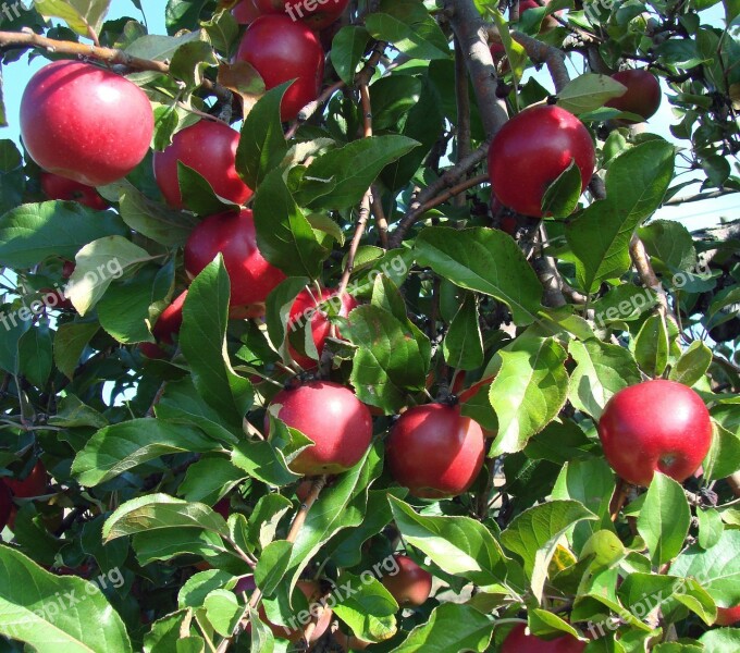 Apples Bright Red Tree Nature