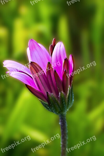 Flowers Flower Plants Nature Macro