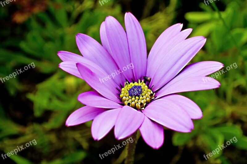 Flowers Flower Plants Nature Macro