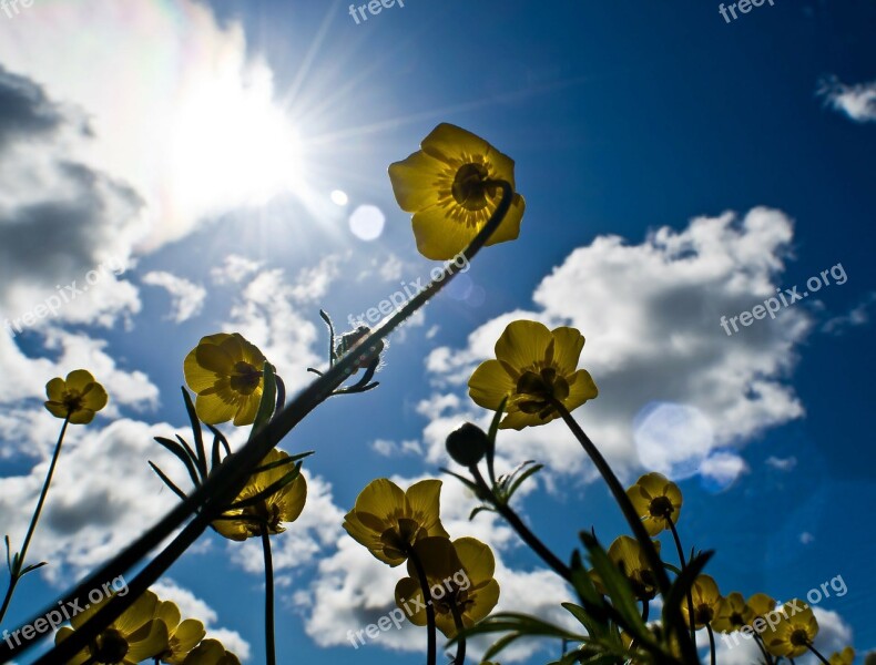 Flowers Flower Plants Nature Macro