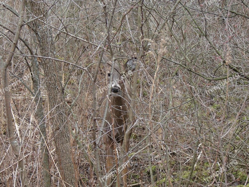 White Tailed Deer Hiding Leave Less Bushes Animal Nature