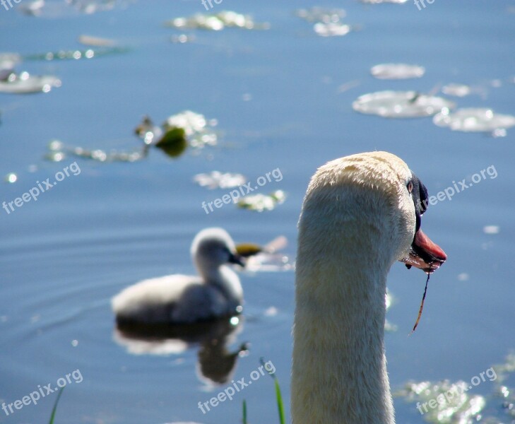 Swan Cygnet Watching Water Learning