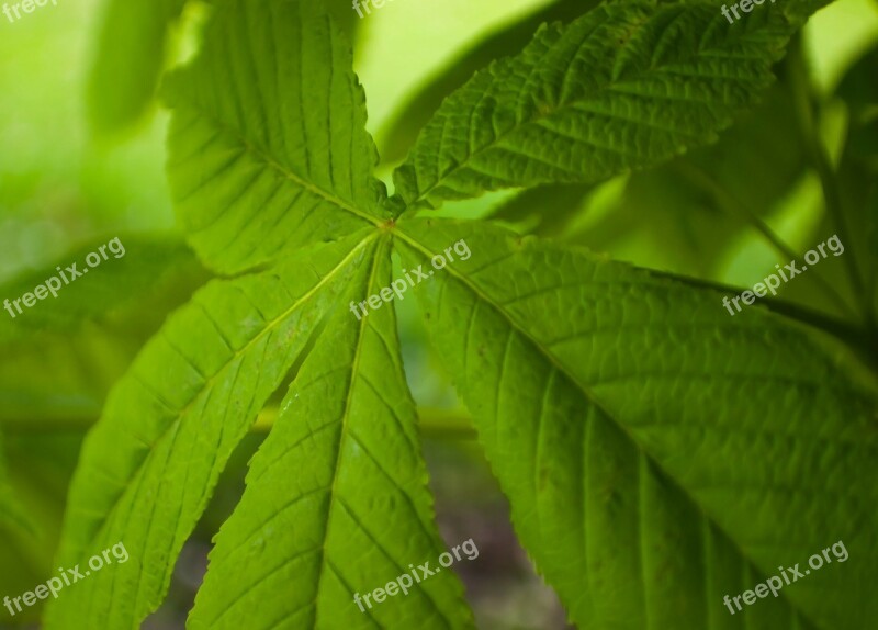 Green Macro Spring Summer Nature