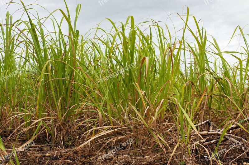 Agriculture Sugar Cane Crop Farming Field