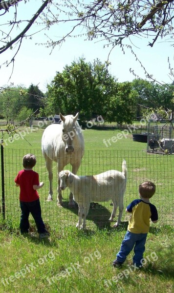 Children Farming Goats Horses Electric Fence