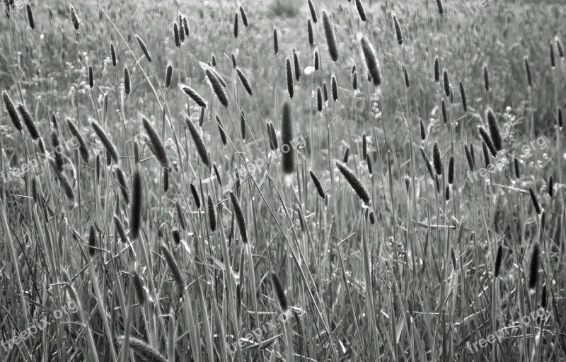 Plantain Meadow Seasons Spring Agriculture