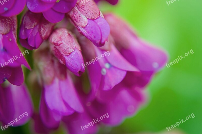 Flowers Flower Plants Nature Macro