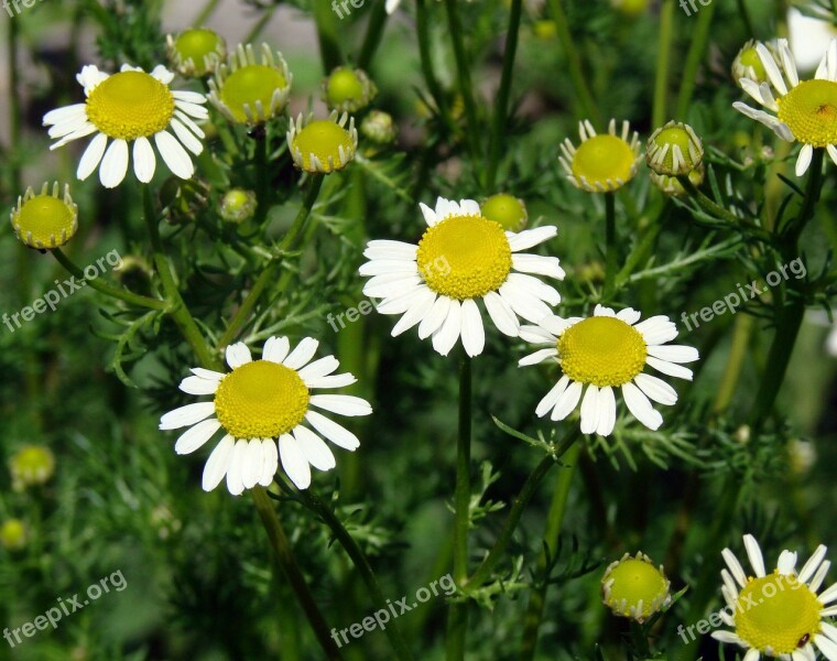 Daises Forming New Growth Flower Nature