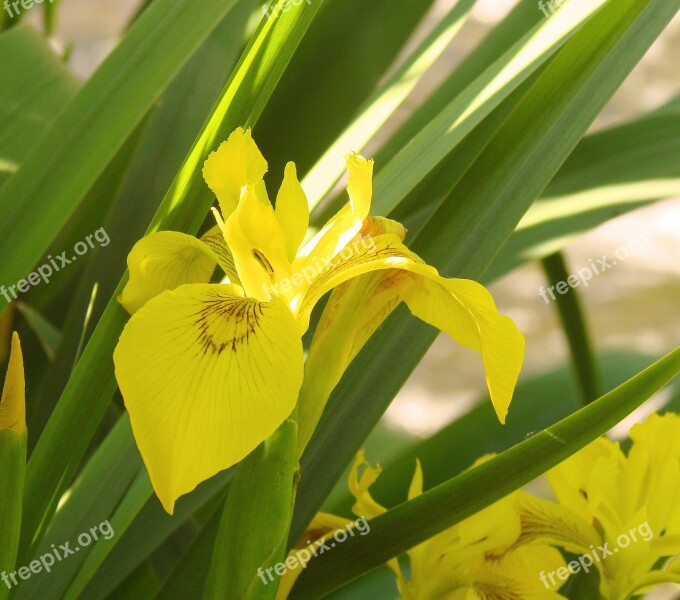 Yellow Iris Flower Nature Bright