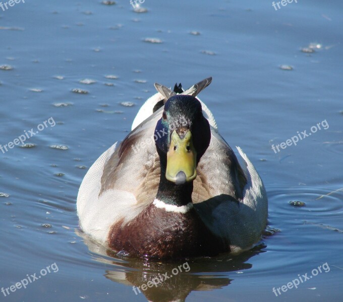 Mallard Sitting Relaxing Lake Water