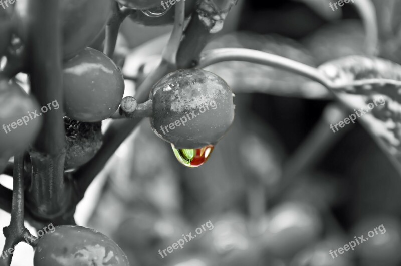 Drop Plant Rain Water Macro