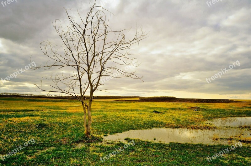 Tree Landscape Field Grass Green