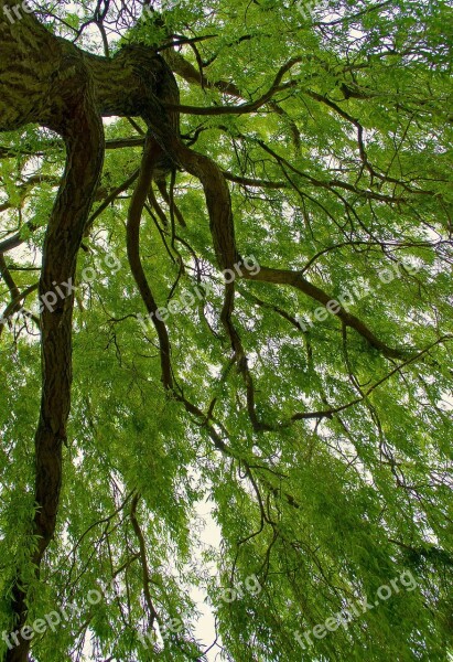 Willow Tree Branch Branches Seasons