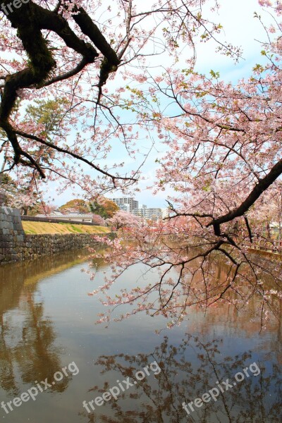 Cherry Blossoms The Moat Castle Spring Plant