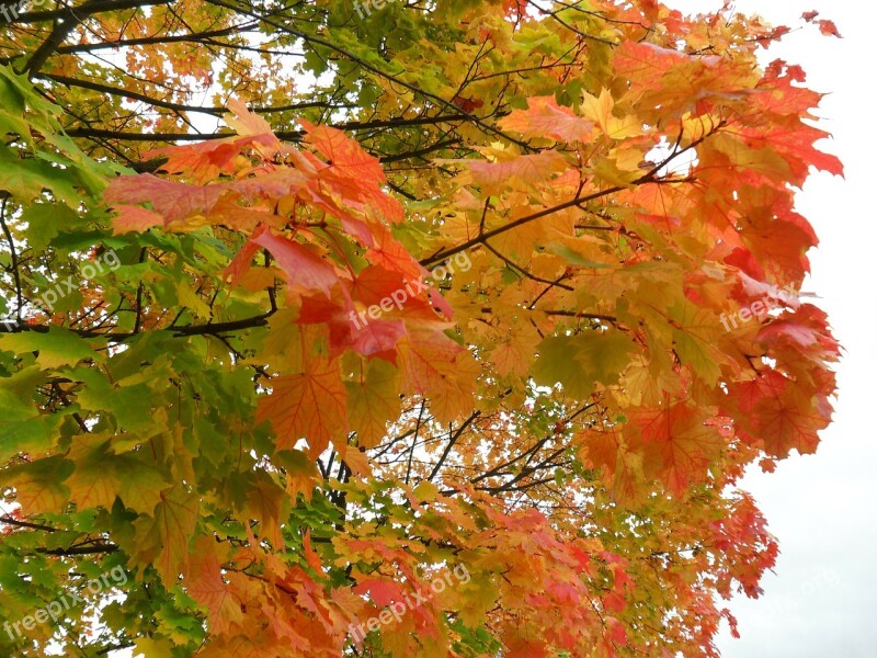 Autumn Leaves Trees Maple Colorful