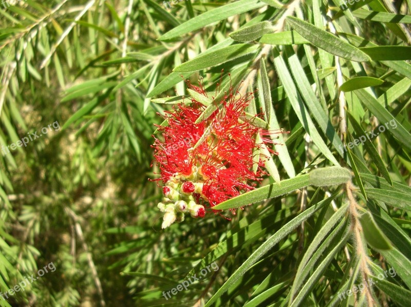 Flower Plant Flower Tree Hanging Flower Free Photos