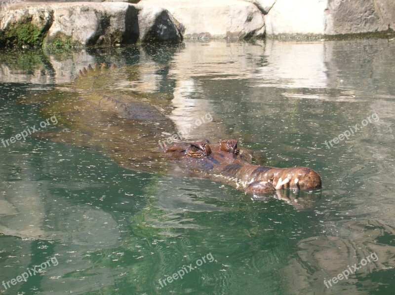 Alligator Crocodile Gator Animals The National Park