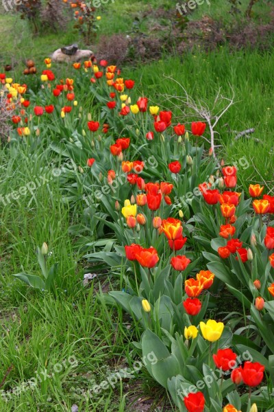 Tulip Tulips Flowers Spring Nature