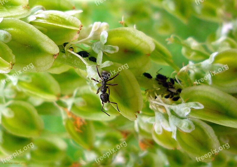 Ant Animal Insects Leaves Black