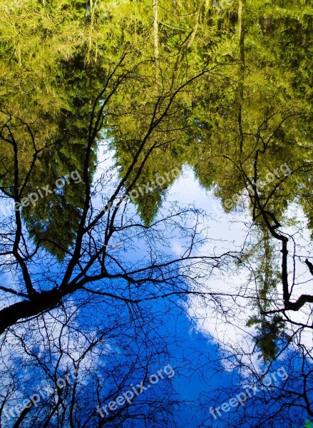 Reflection Water Branches Branch Tree