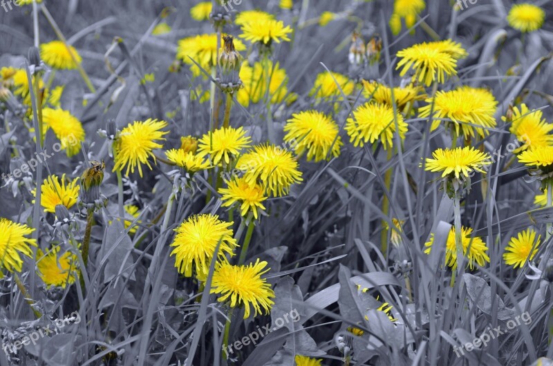 Dandelion Dandelions Light Effect Fluff Nature