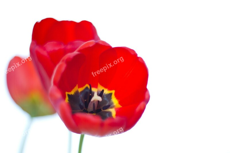 Red Tulips Flower Florist Fauna