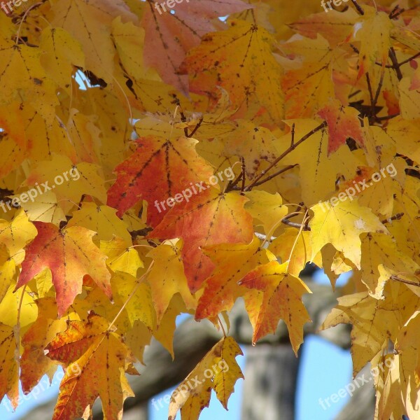 Leaves Golden Fall Red Nature