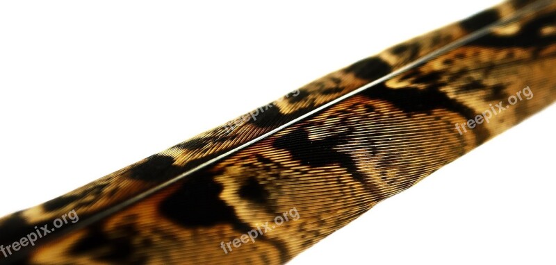 Feather Macro Quill Bird Soft