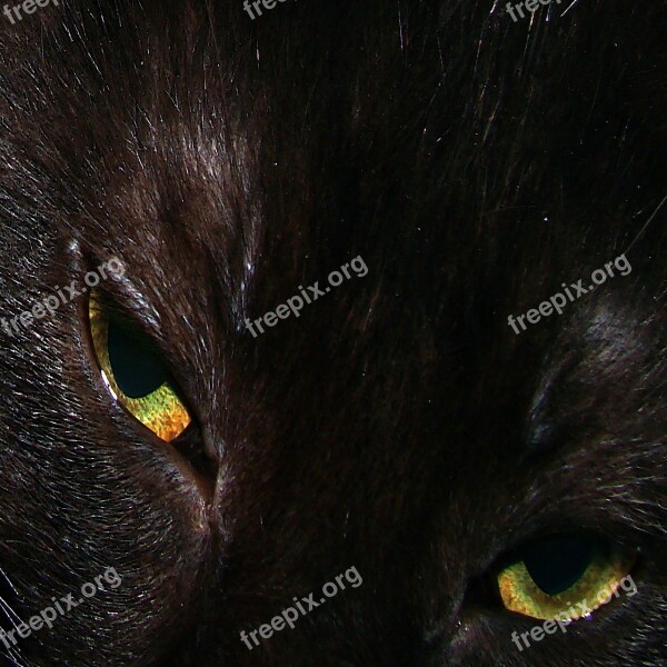 Black Domestic Short Hair Cat Close-up