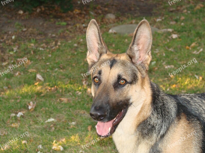 German Shepherd Dog Animal Outdoors Evening