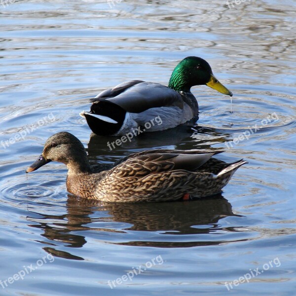 Duck Male Female Pond Nature