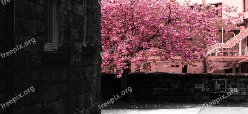 Spring Tree Branch Branches Season