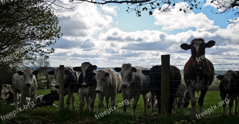 Cow Cows Cattle Farm Animals