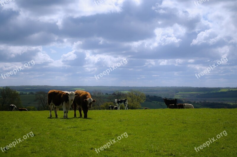 England North Yorkshire Cow Cows