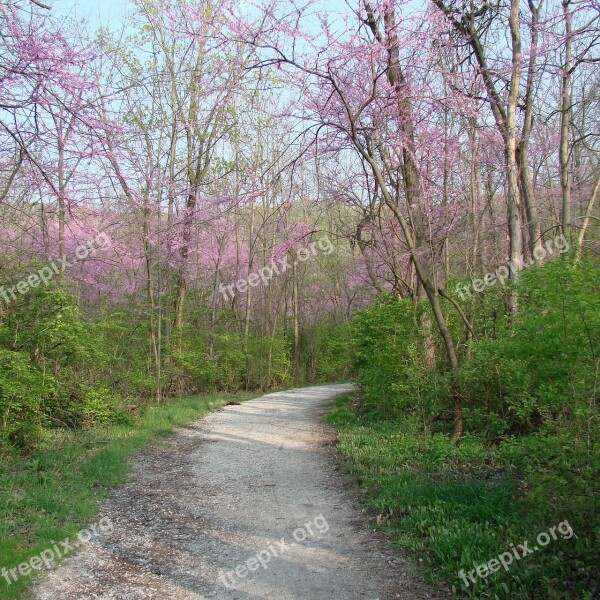 Path Trees Flowering Nature Woods