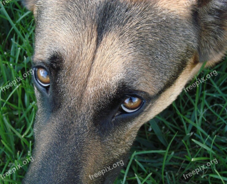 German Shepherd Dog Animal Outdoors Resting