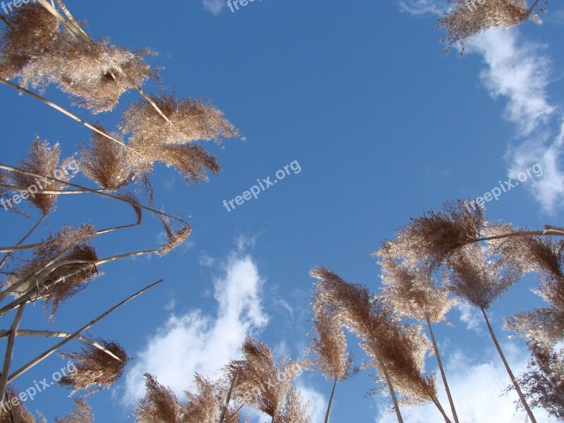 Grass Tall Upward Reaching Sky Spring