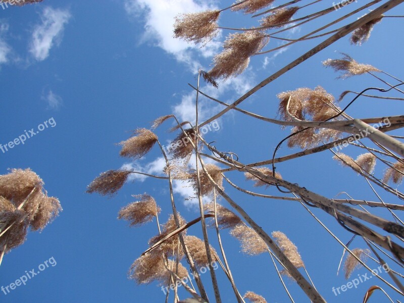 Grass Tall Sky Reaching Upward