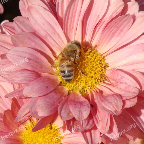 Bee Pollinating Flower Daisy Pink