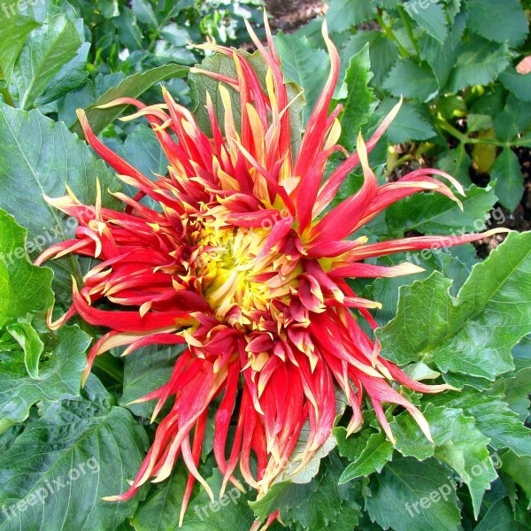 Red Yellow Chrysanthemum Flower Beauty