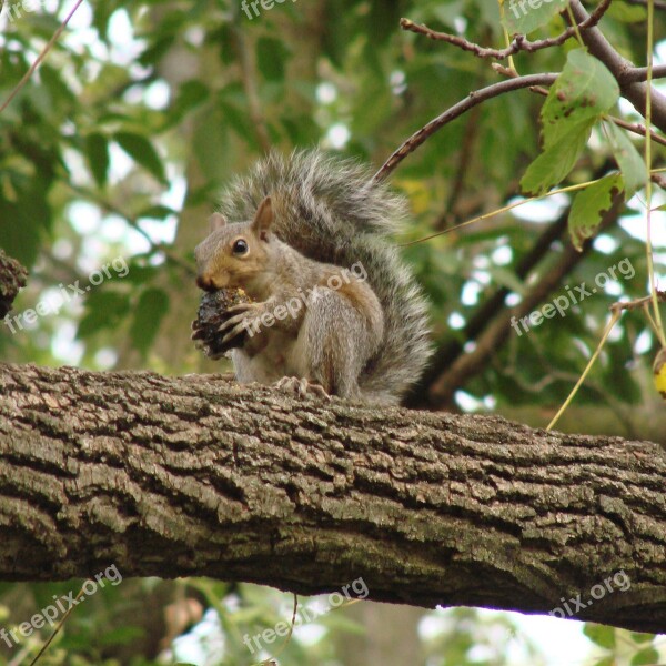 Squirrel Eating Tree Branch Nut