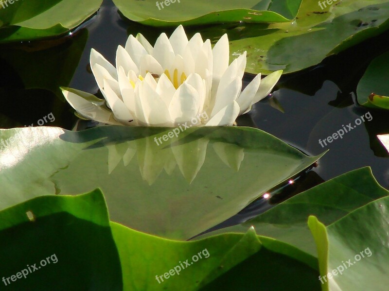 White Water Lily Water Float Nature Beauty