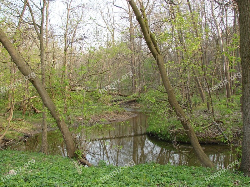 Trees Creek Nature Landscape Green Grass